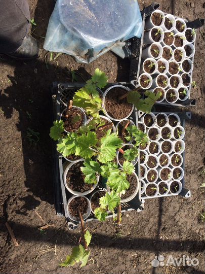 Саженцы винограда