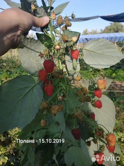 Малина Полана