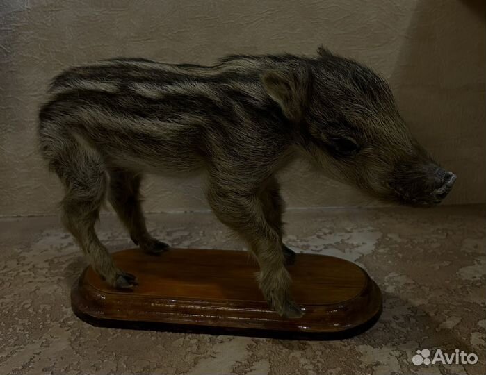 Чучело кабана