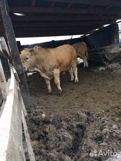 Быки шароле