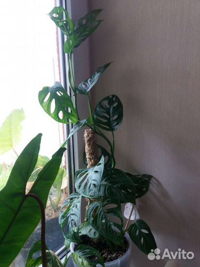 Монстера Обликва Манки Маск