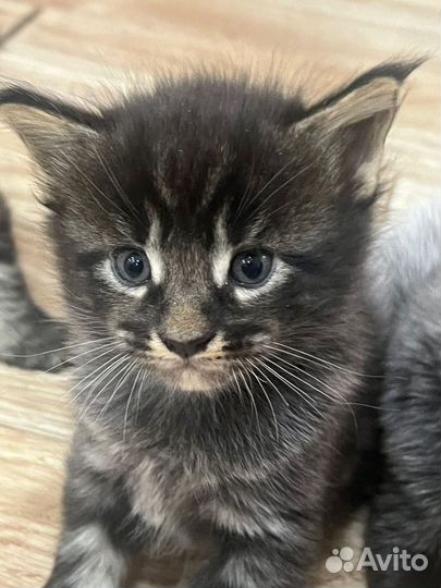 Котята мейн-кун