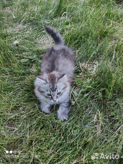 Пушистый котенок (мальчик)