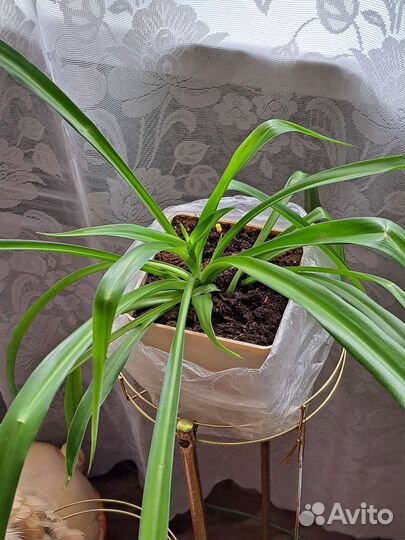 Хлорофитум молоденький