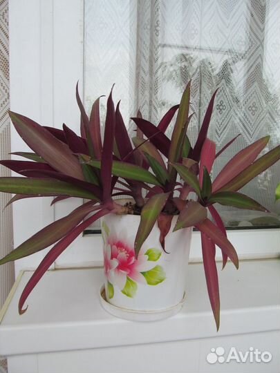 Комнатные цветы