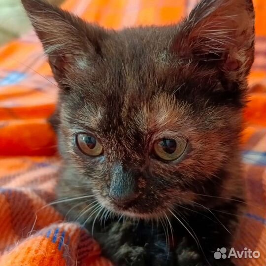Котята в добрые руки (кошки 3-4 месяца)