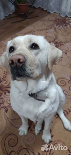 Вязка лабрадор девочка