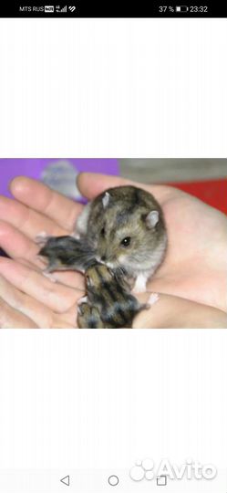 Джунгарский хомячки