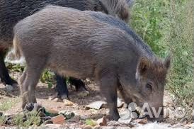 Дикий кабан