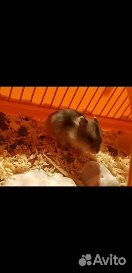 Продам 3-х французских серобрюхих хомячков