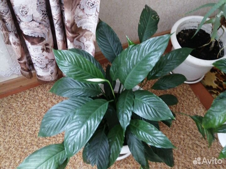 Спатифиллум