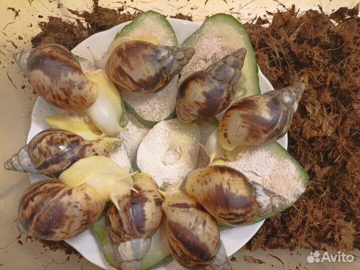 Улитки ахатины