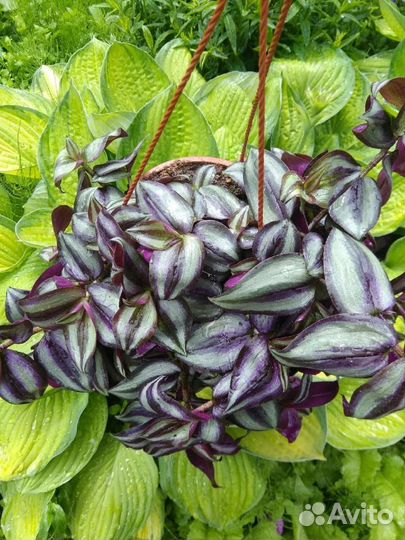 Традецканции