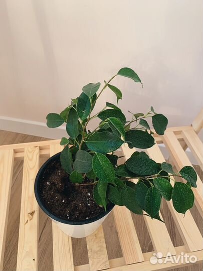 Комнатные растения