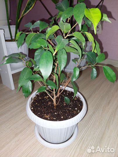 Фикус бенджамина
