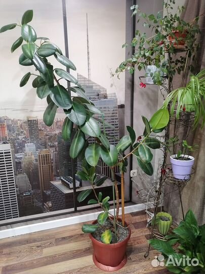 Комнатное растение фикус