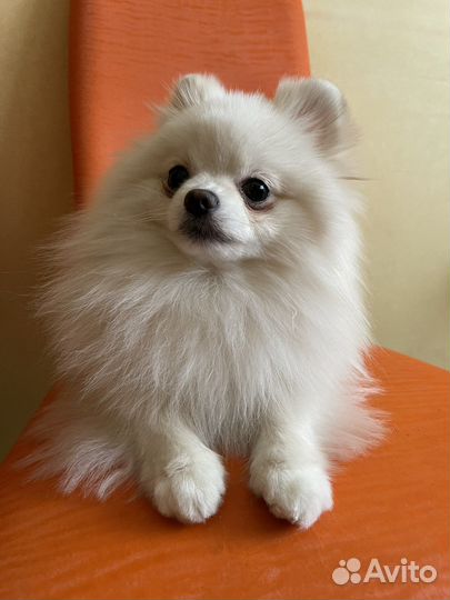 Померанский шпиц микро,вязка