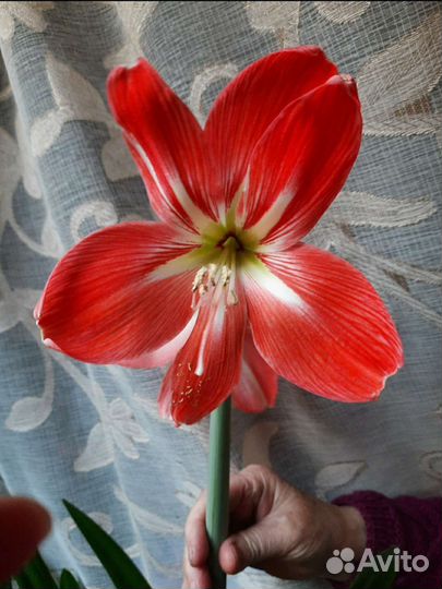 Гиппеаструм горшок с 2 луковицами