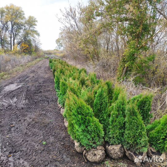 Туя Западная Колумна. Оптом из питомника