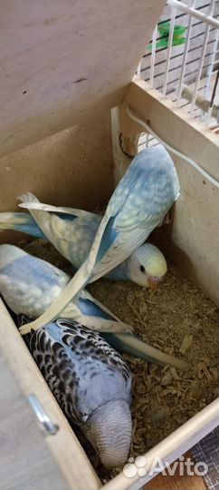 Птенцы волнистых попугаев