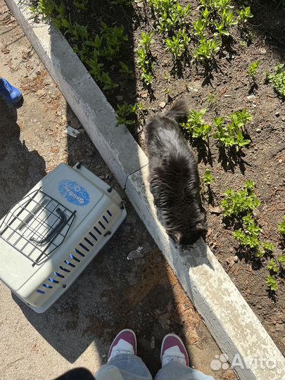 Молодой Котик Изюм