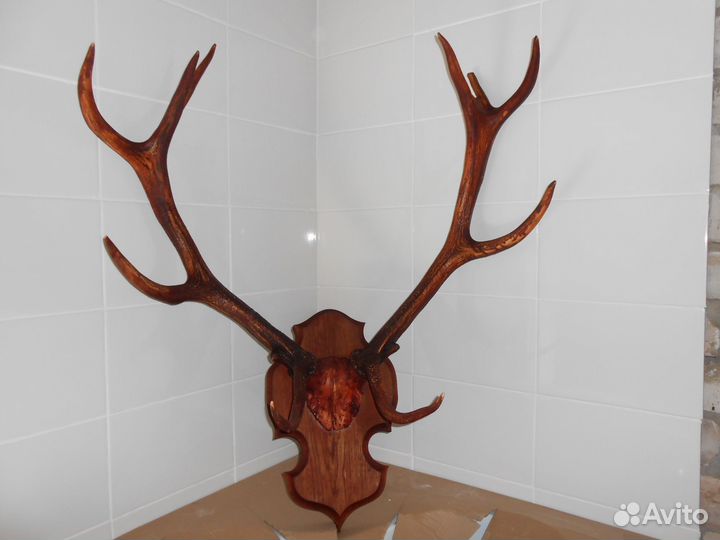 Продам рога-вешалка