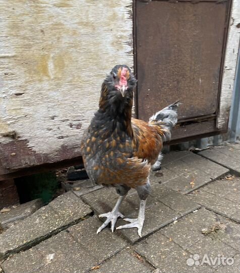 Петухи с цветным яйцом