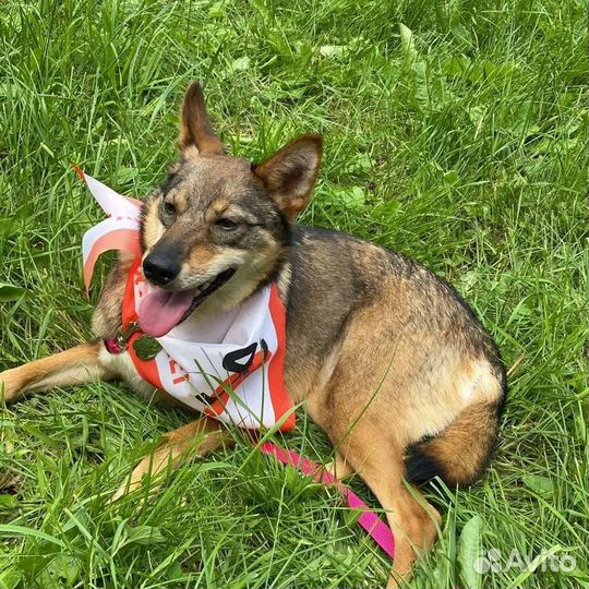 Собака в добрые руки