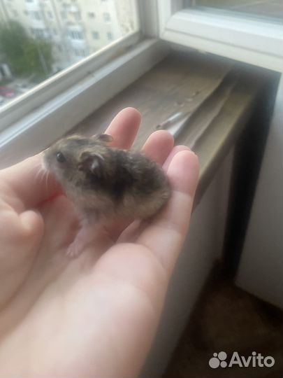 Джунгарский хомяк