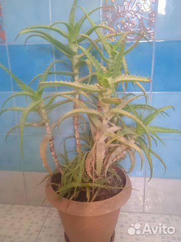 Алоэ столетник