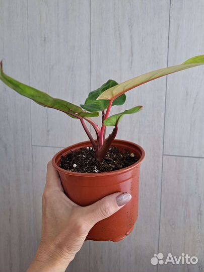 Филодендрон расписная леди(медуза)