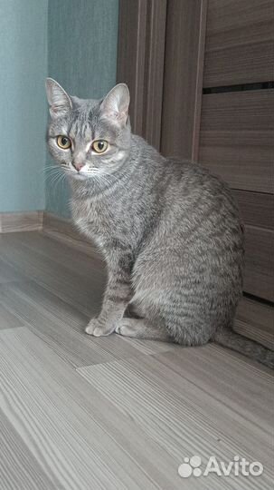 Кошка