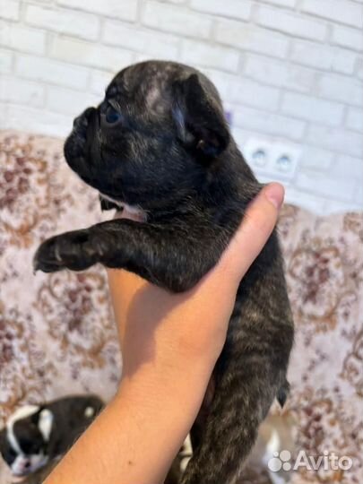 Щенки французского бульдога