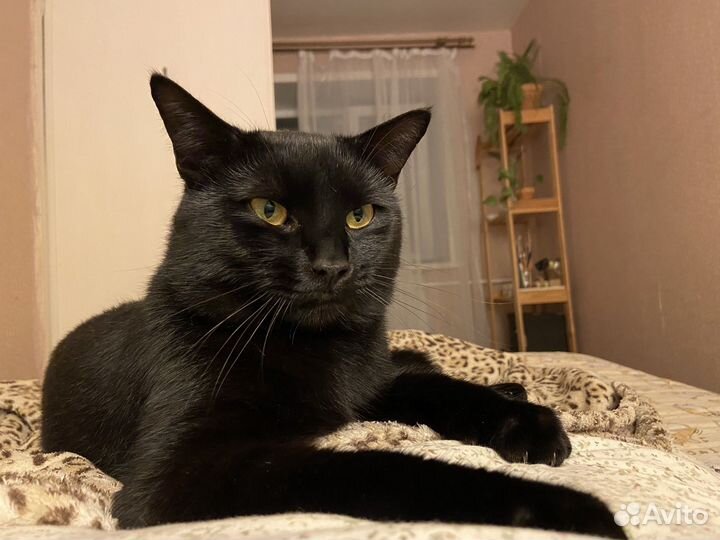 Черный котенок в добрые руки