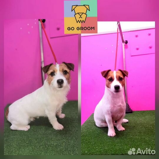 Стрижка собак и кошек (груминг)