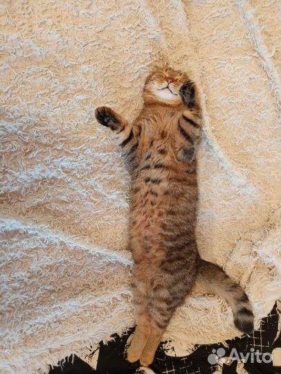 Кот