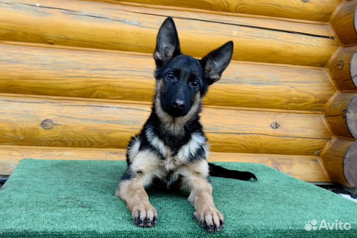 Щенок немецкой овчарки
