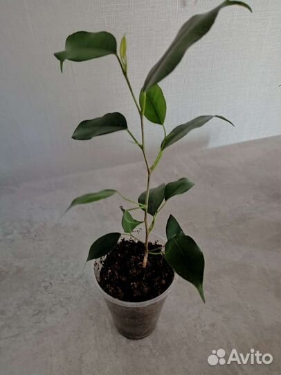 Фикус бенджамина наташа