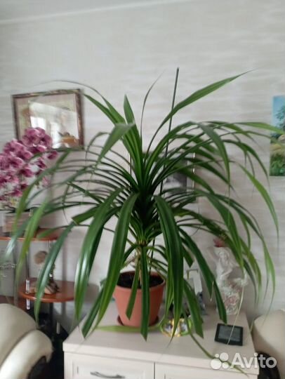 Комнатная Пальма панданус винтовая