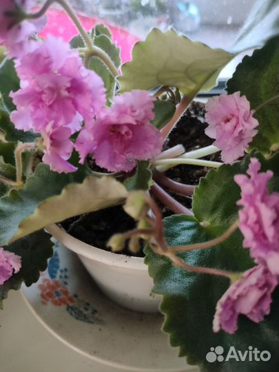 Домашние цветы