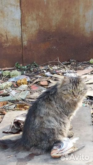 Кошка стерилизована