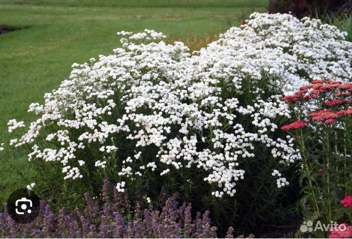 Жемужница тысячелистник