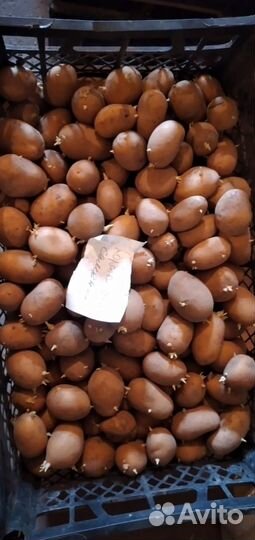 Картофель семенной Санте Гала Королева Анна