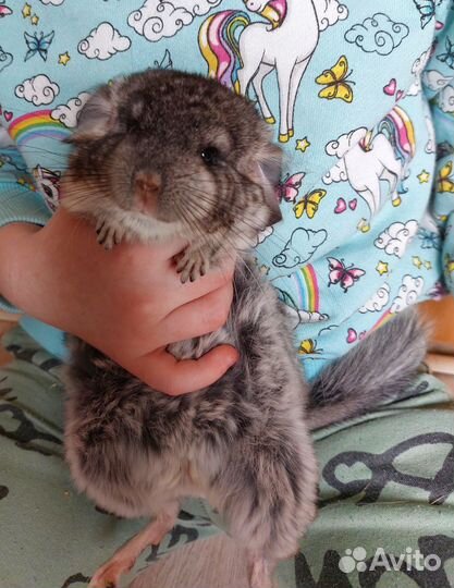 Шиншиллы малыши из домашнего питомника