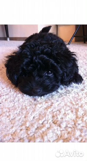 Мальтипу девочки