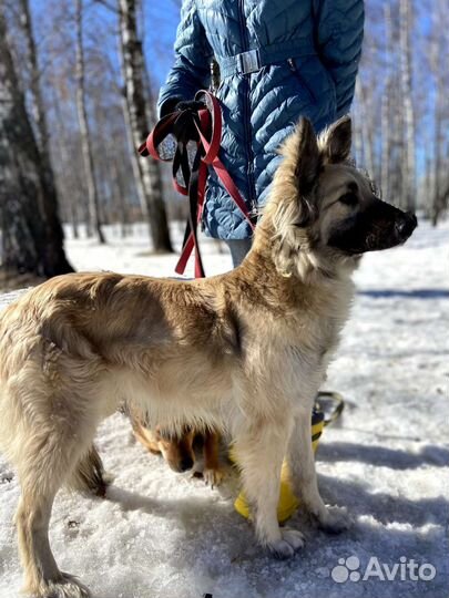 Породистая собака попала в приют