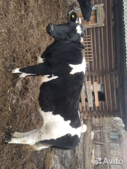 Телка стельная