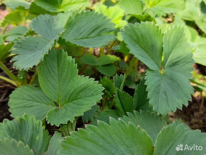 Рассада клубники