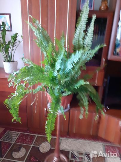 Папоротник нефролепис