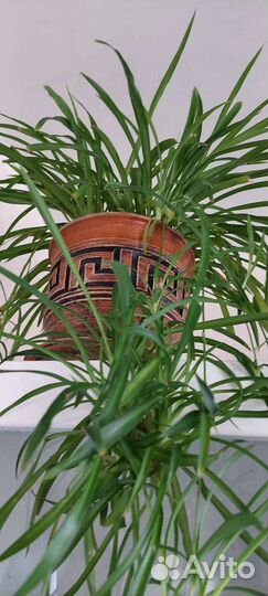 Хлорофитум